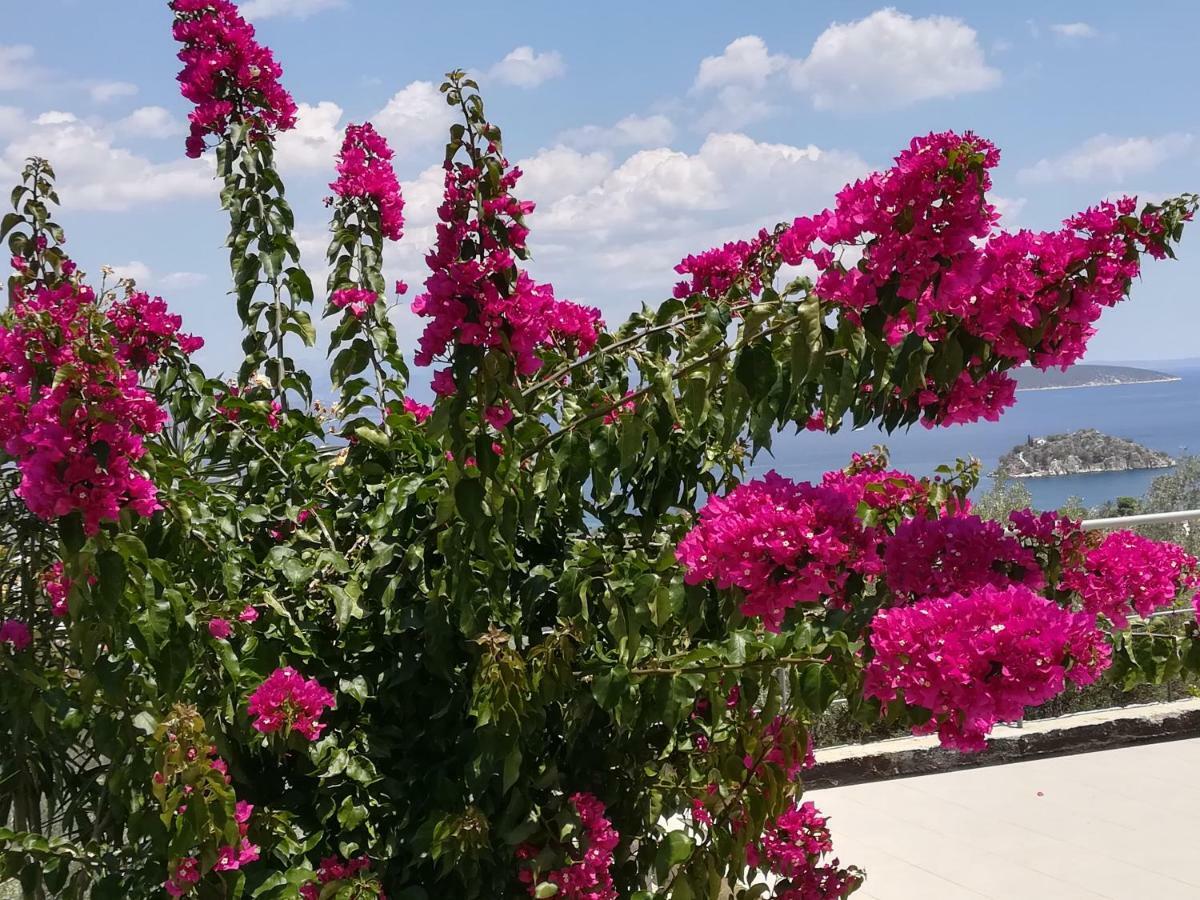 Stone House In Olive Grove Villa Толон Екстериор снимка